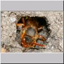 Nomada lathburiana w01b nach Eiablage im Vaganest.jpg